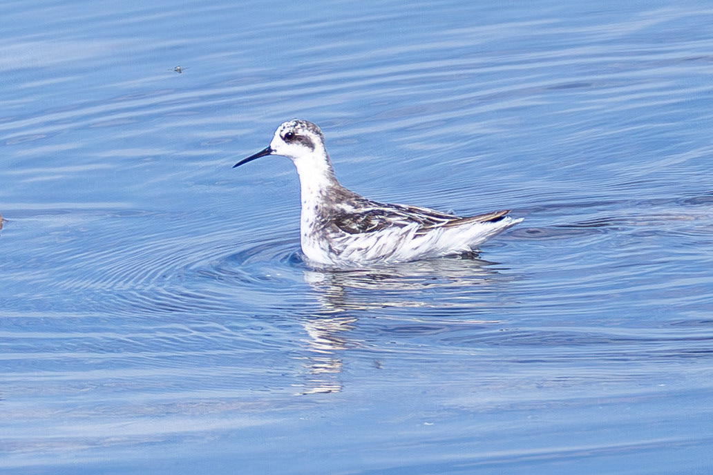 Red-necked Phalarope