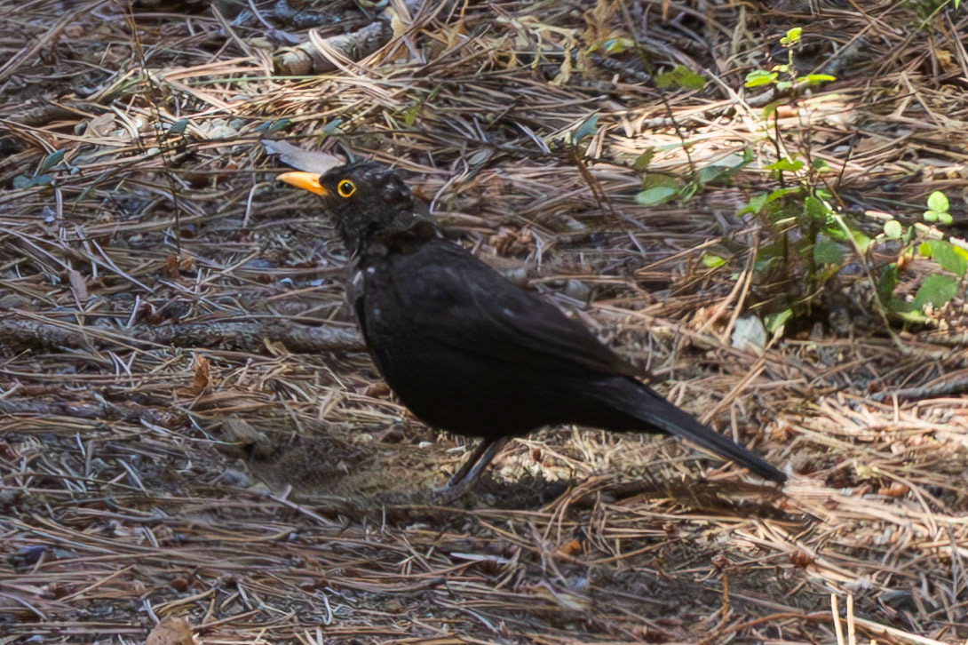 Blackbird