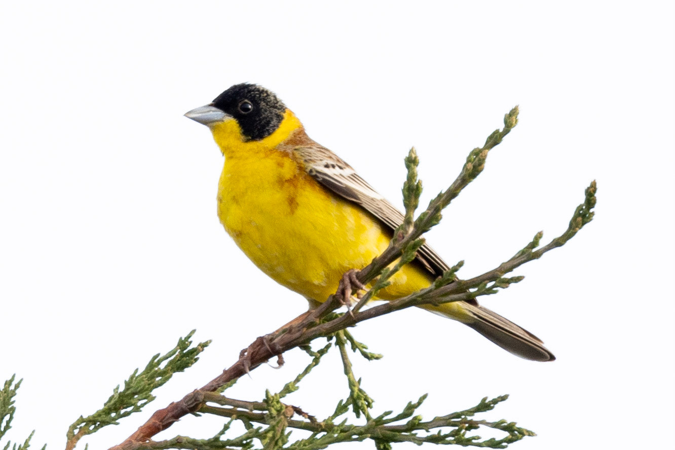 Black-headed Bunting