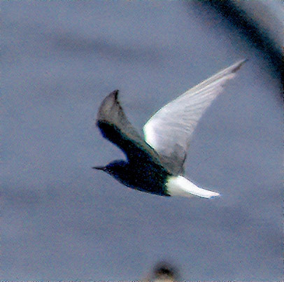 White WInged Tern