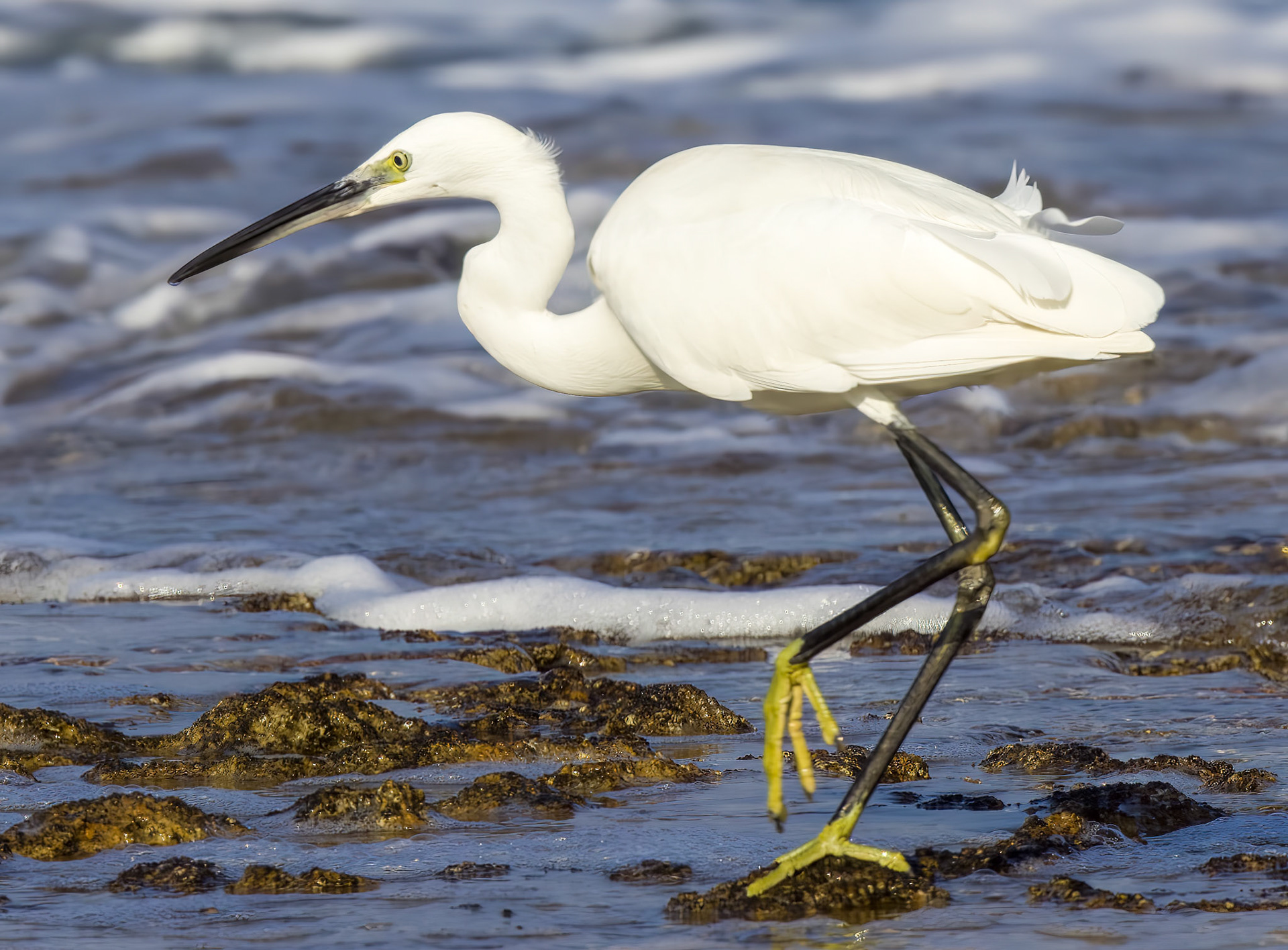 Little Egret