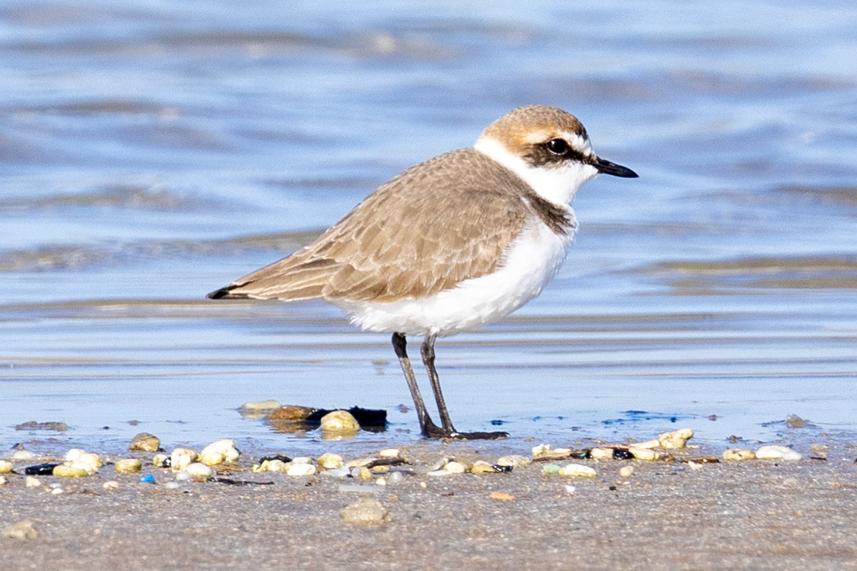 Kentish Plover