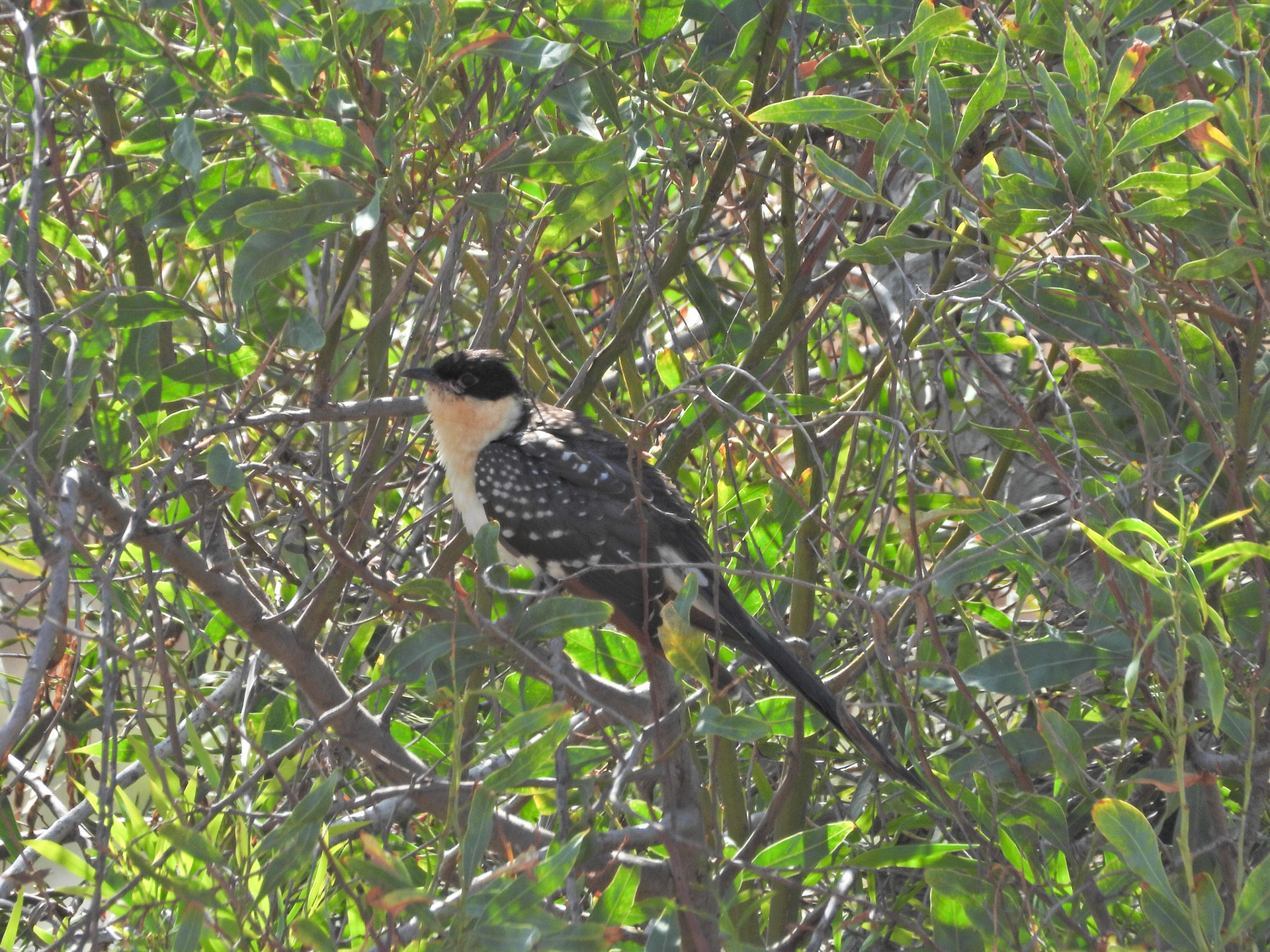 Great Spotted Cuckoo