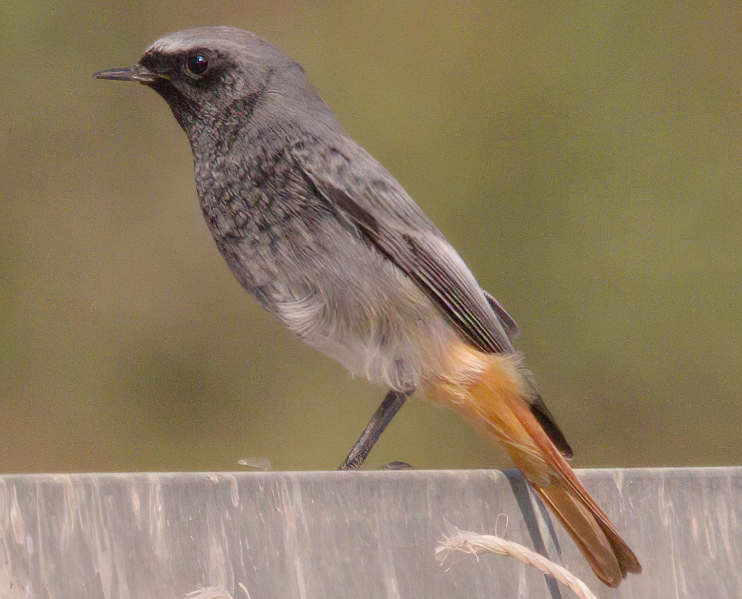 Black Redstart