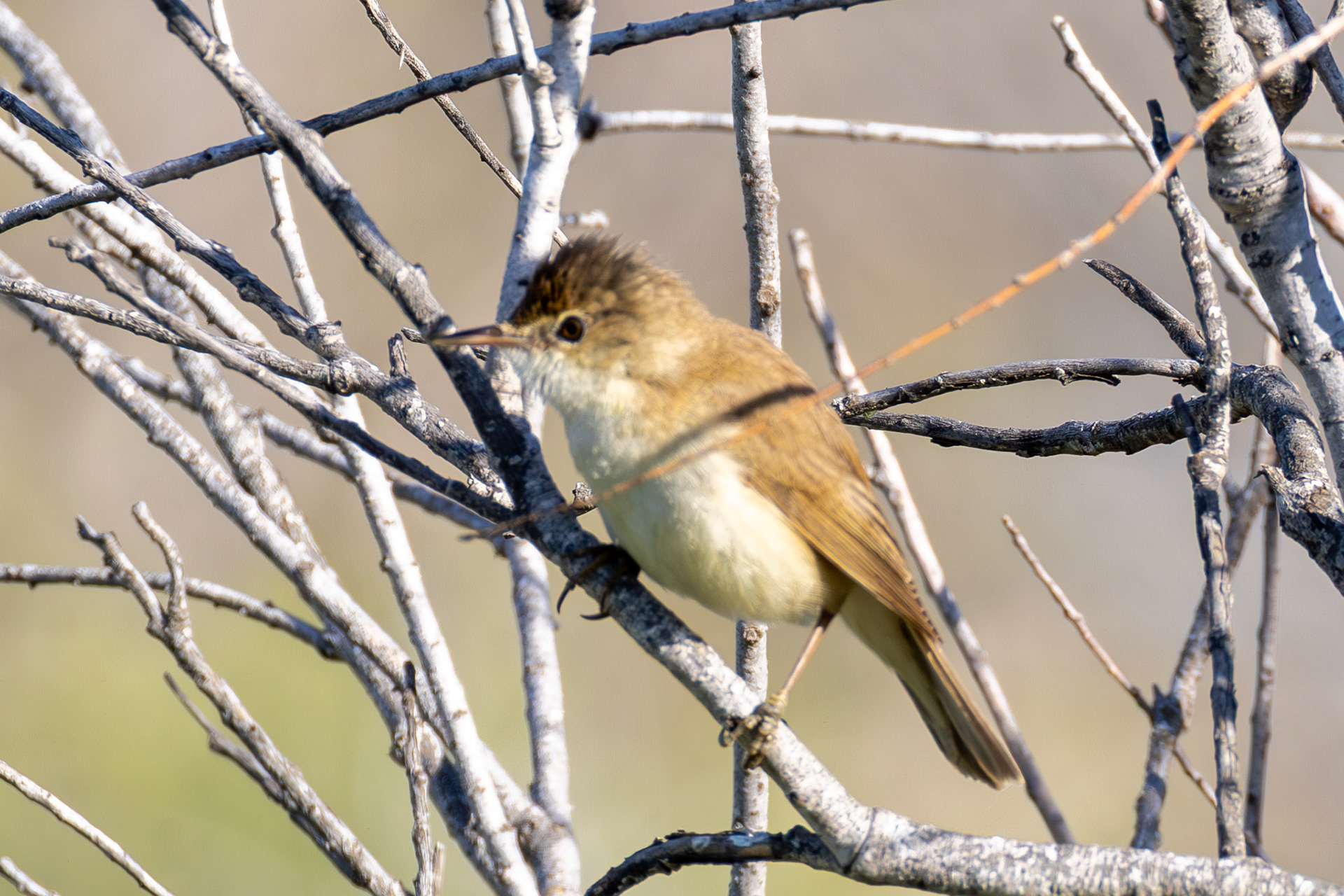 Reed Warbler