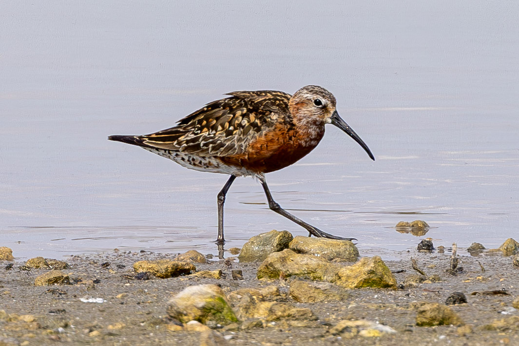 Curlew Sandpiper