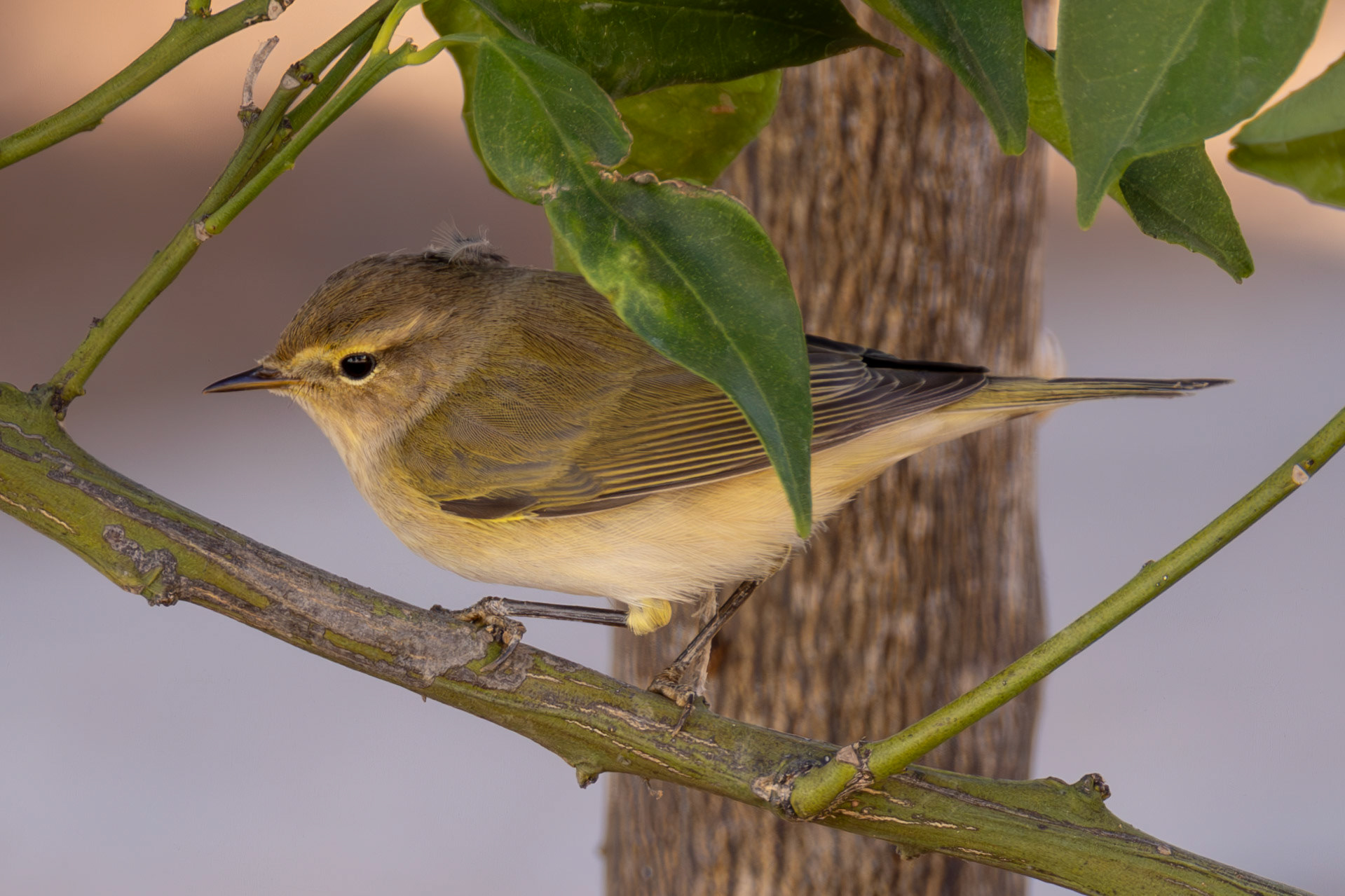 Chiffchaff