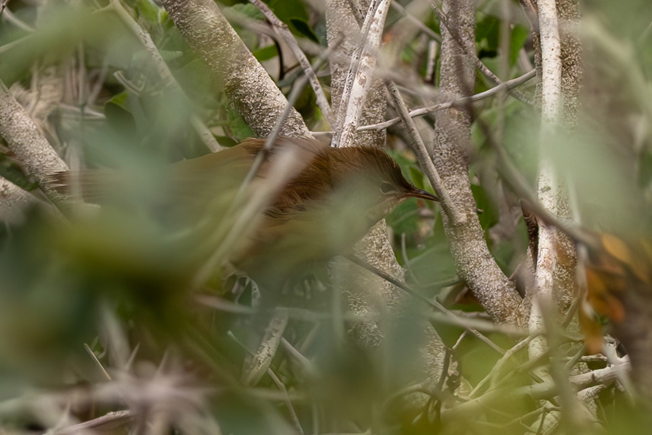 Savi's Warbler