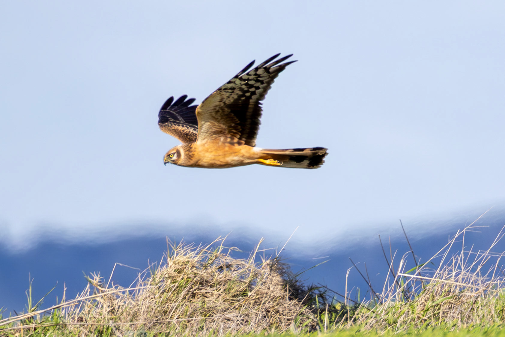 Pallid Harrier