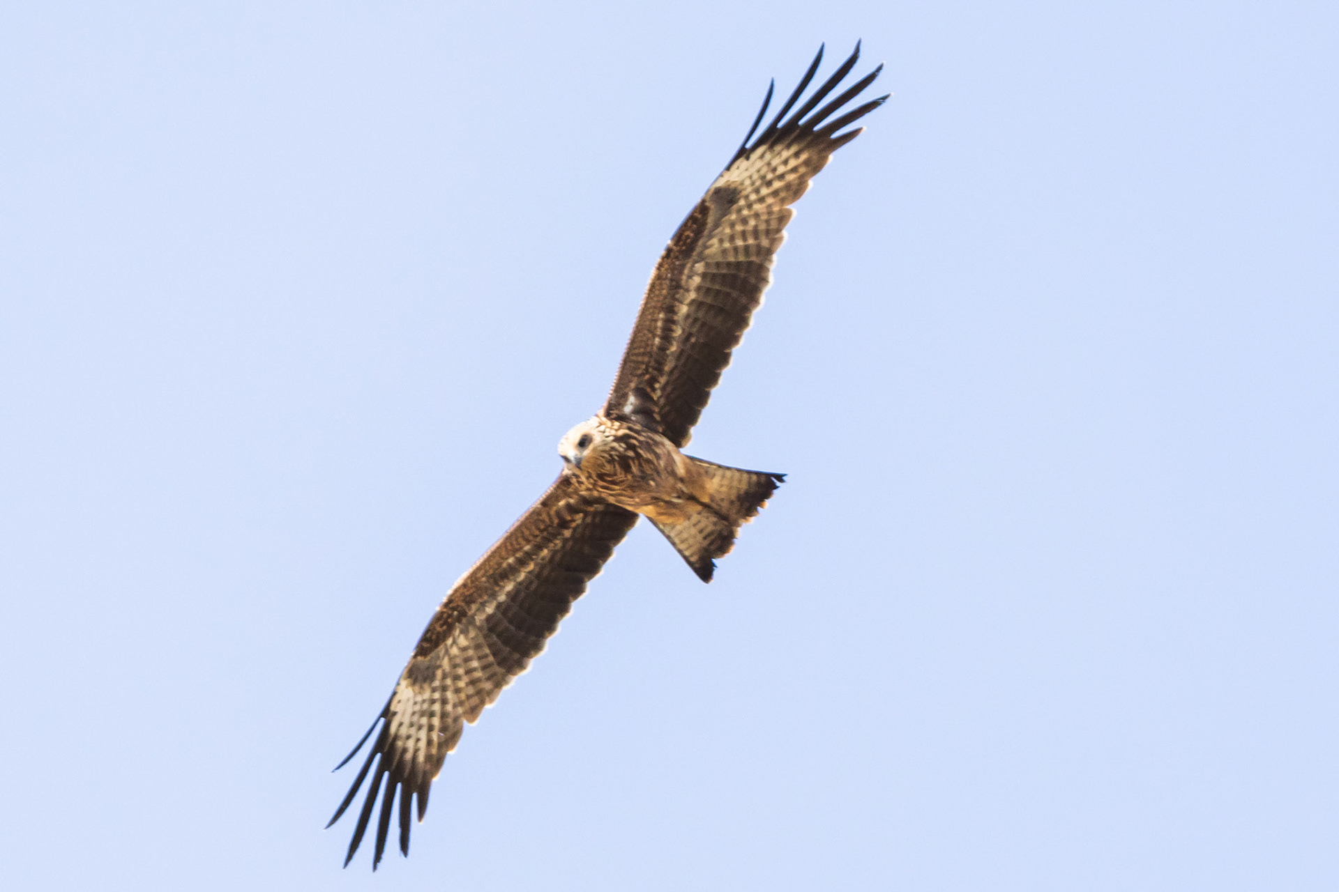 Black Kite