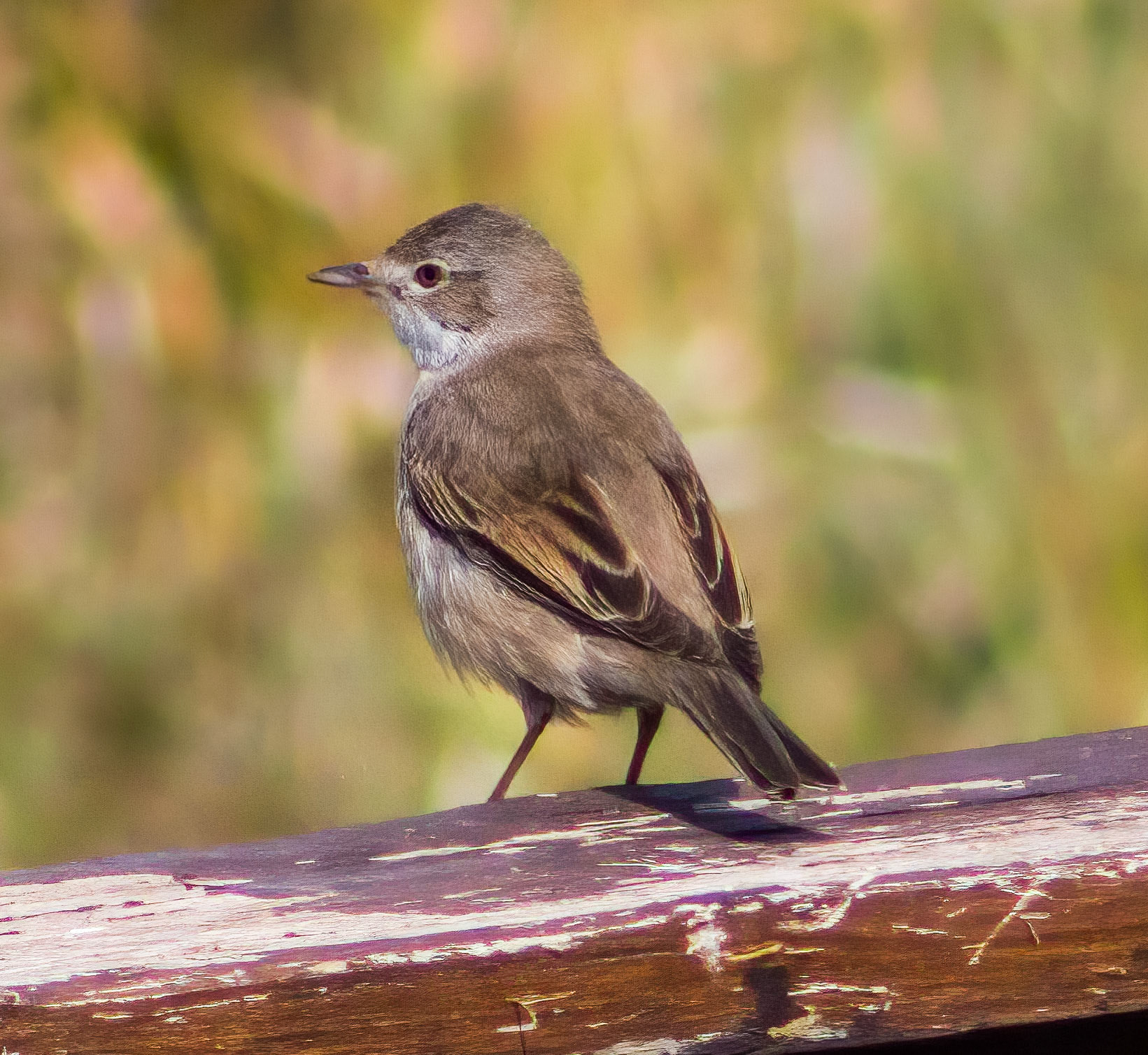 Common Whitethroat