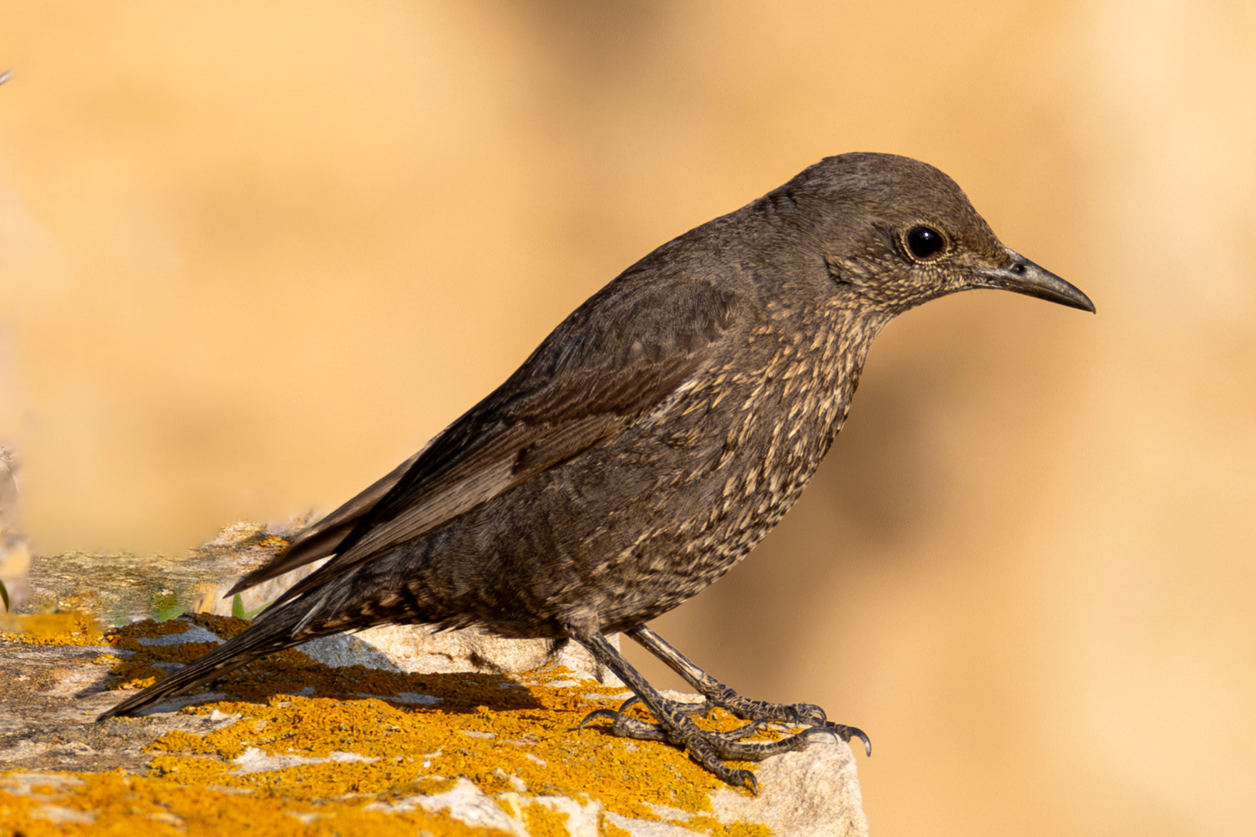 Blue Rock Thrush fem