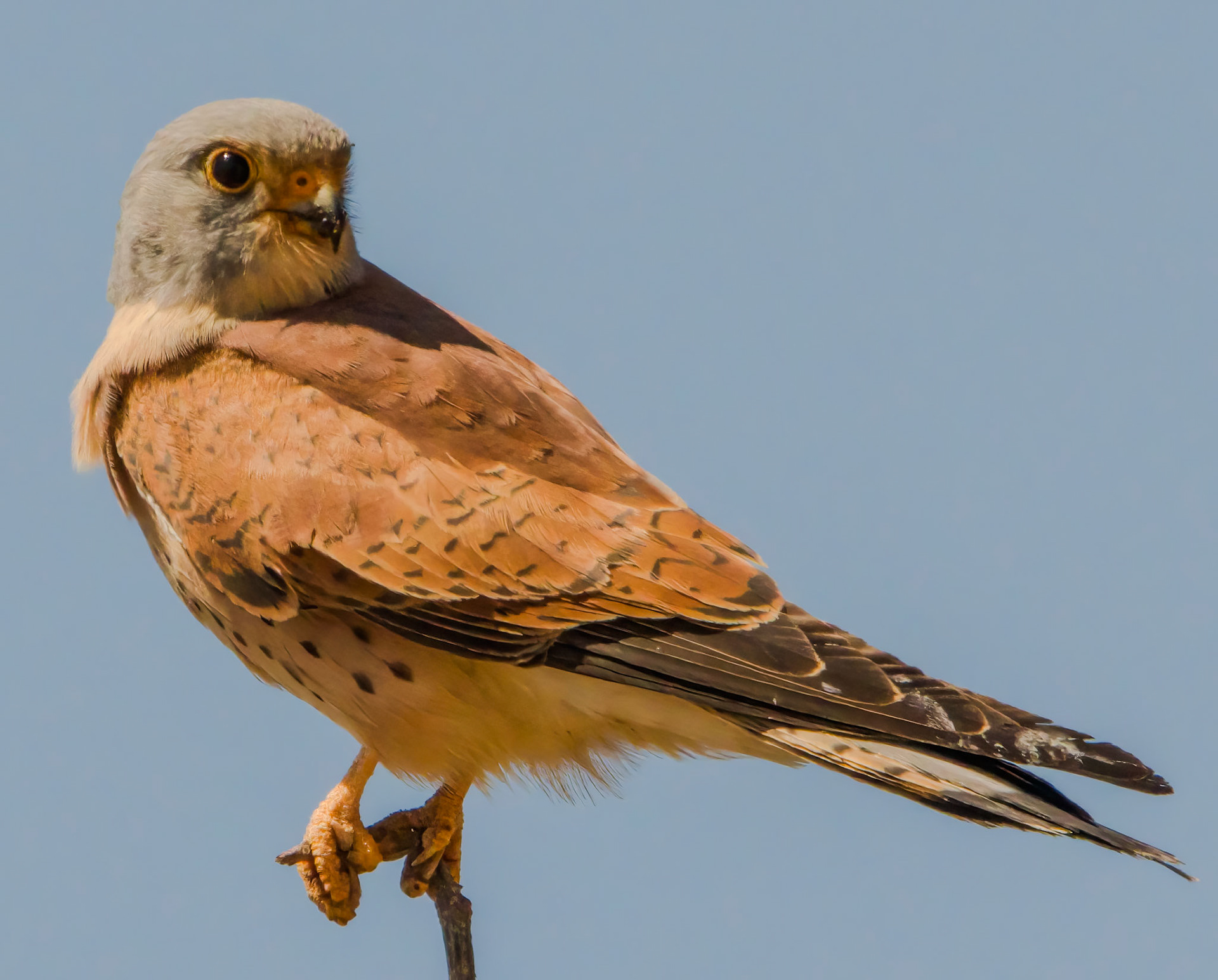 Lesser Kestrel