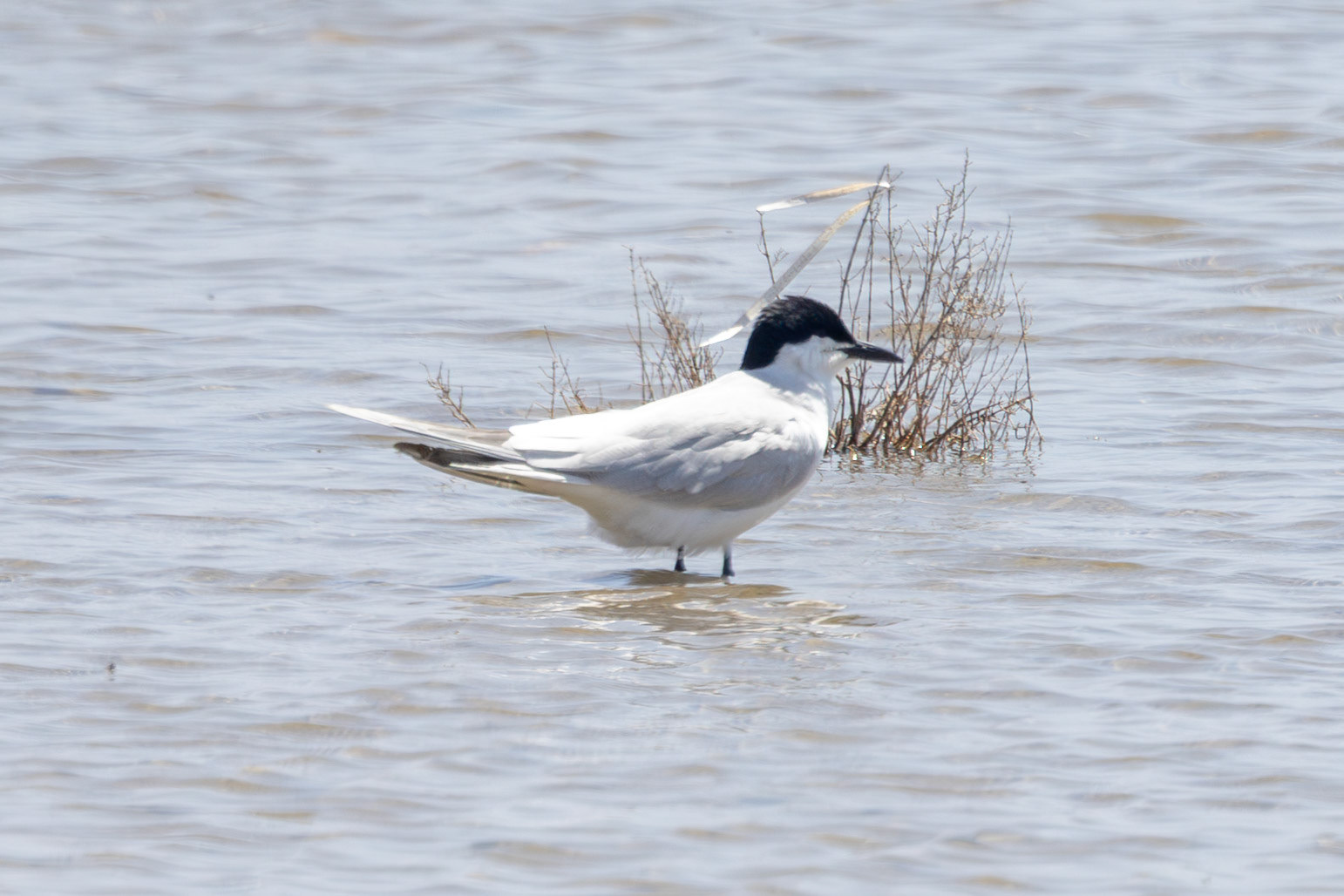 Gull-billed Tern