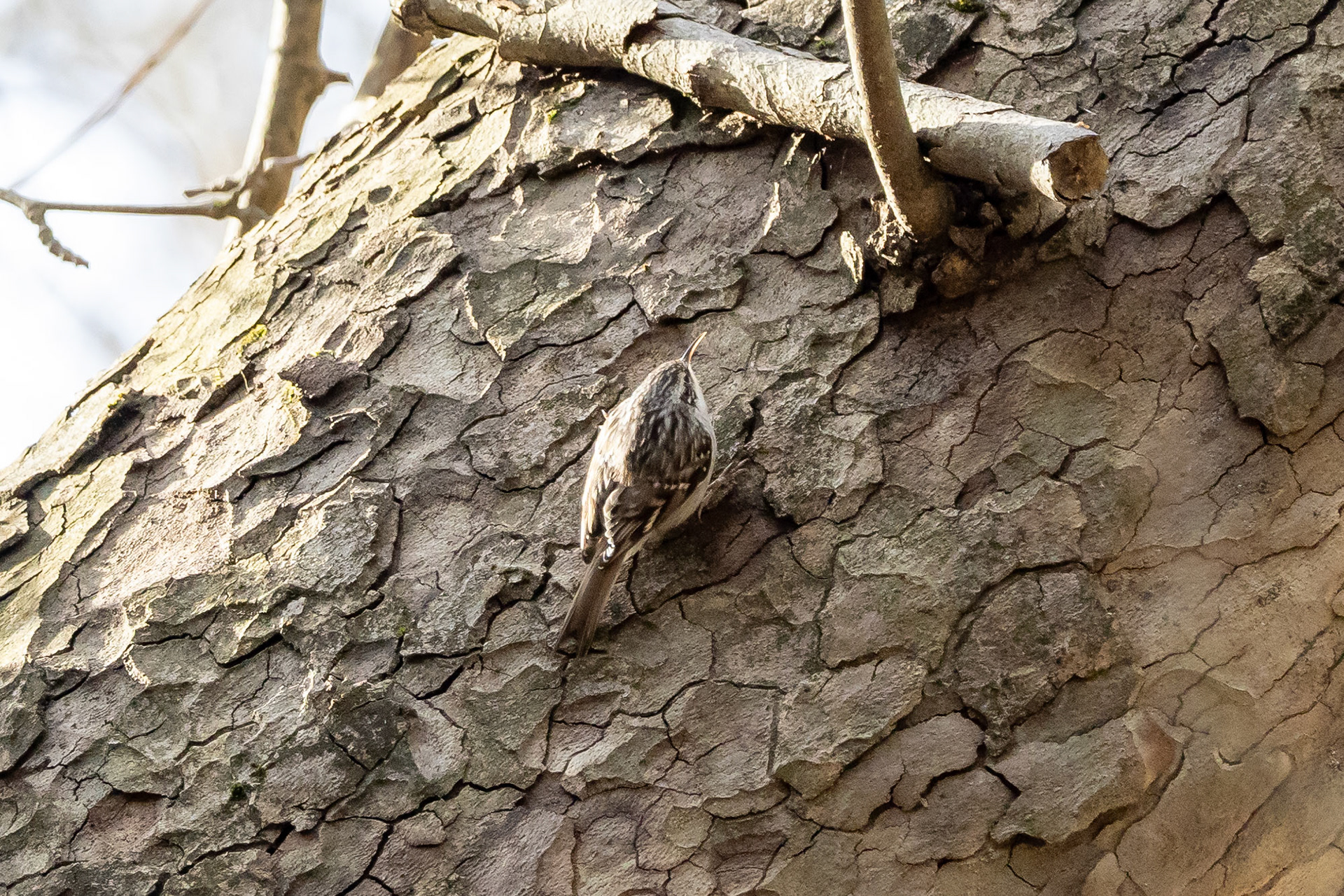 Short-toed Treecreeper