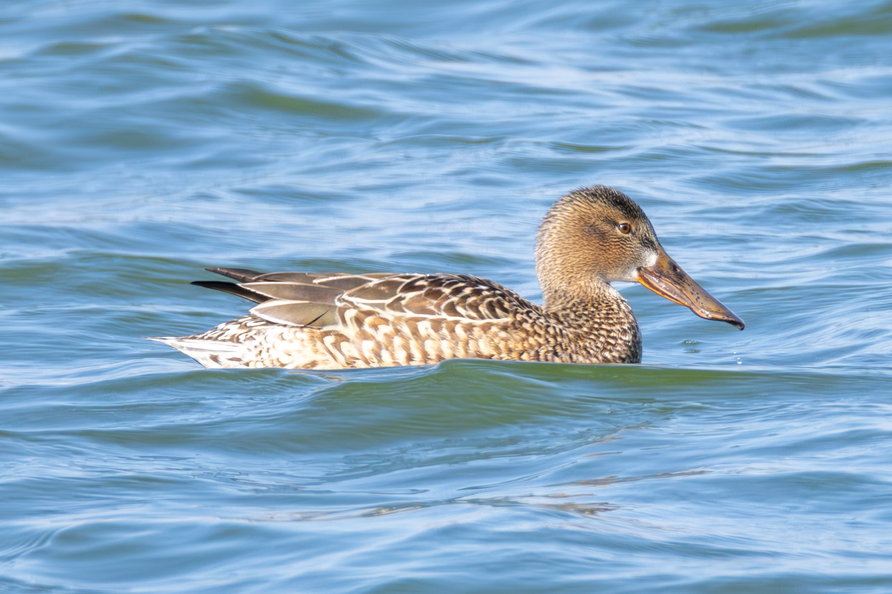 Eurasian Shoveler
