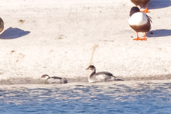 Black-necked Grebe
