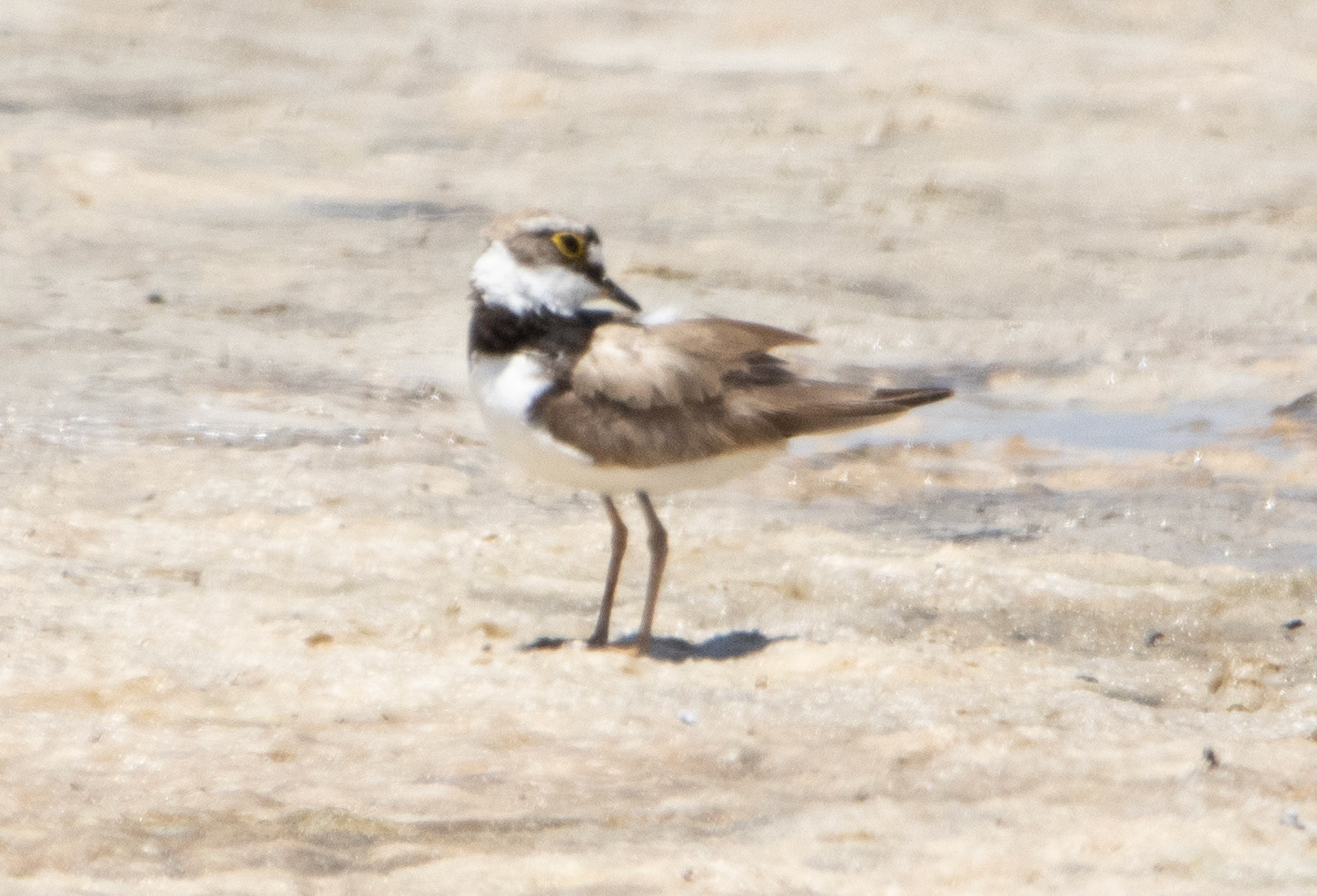 Little Ringed Plover