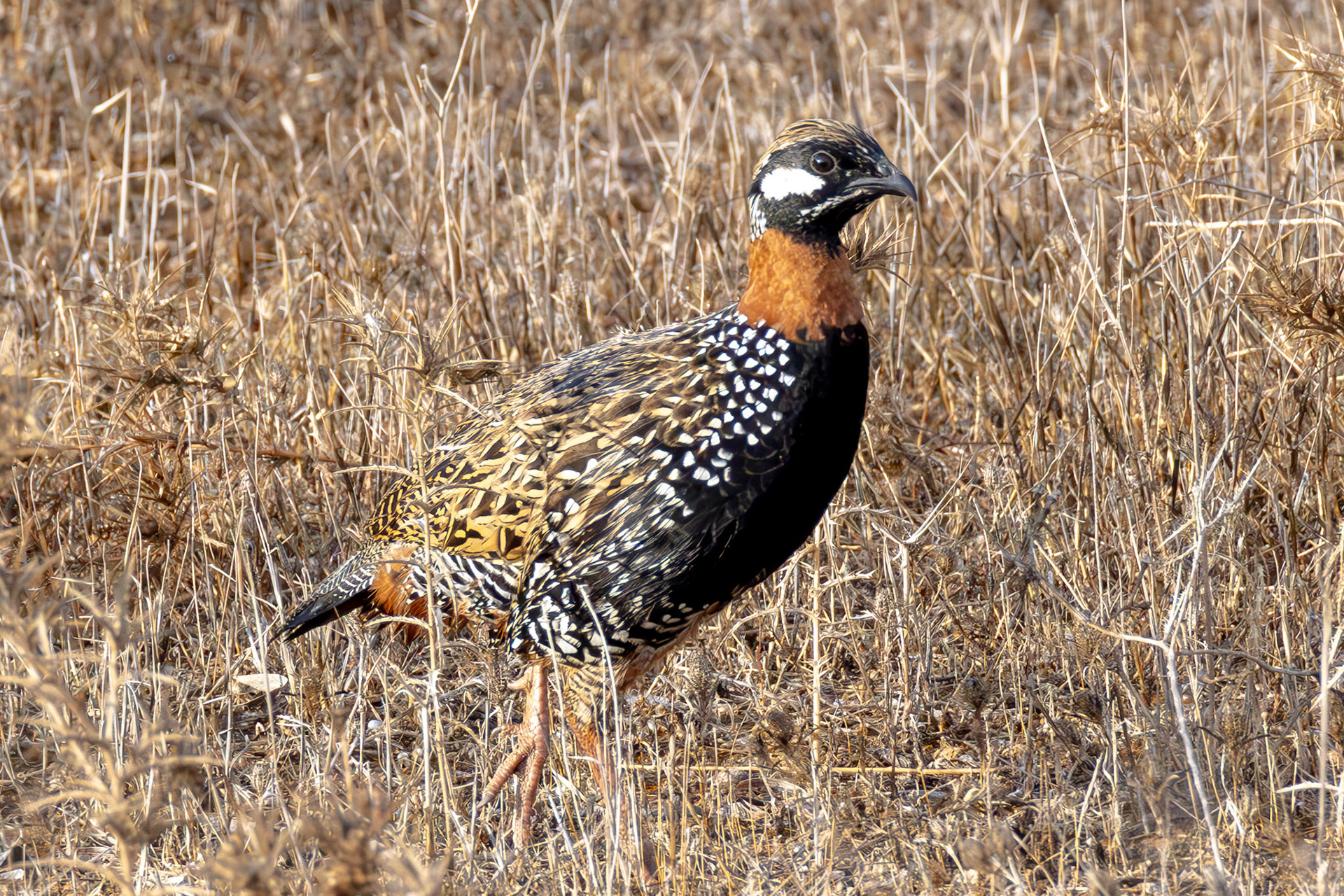 Black Francolin