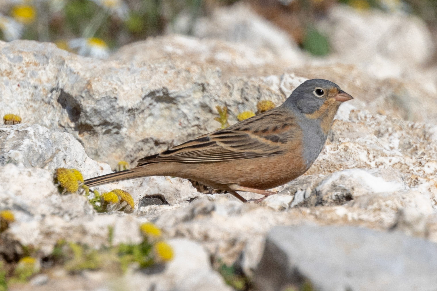 Cretzschmar's Bunting