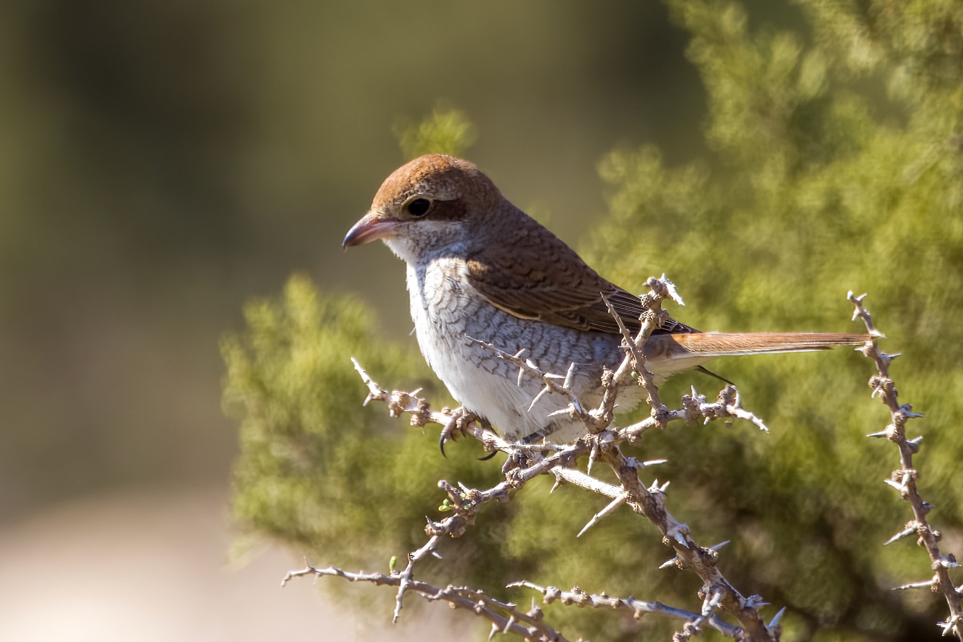 Red-backed Shrike
