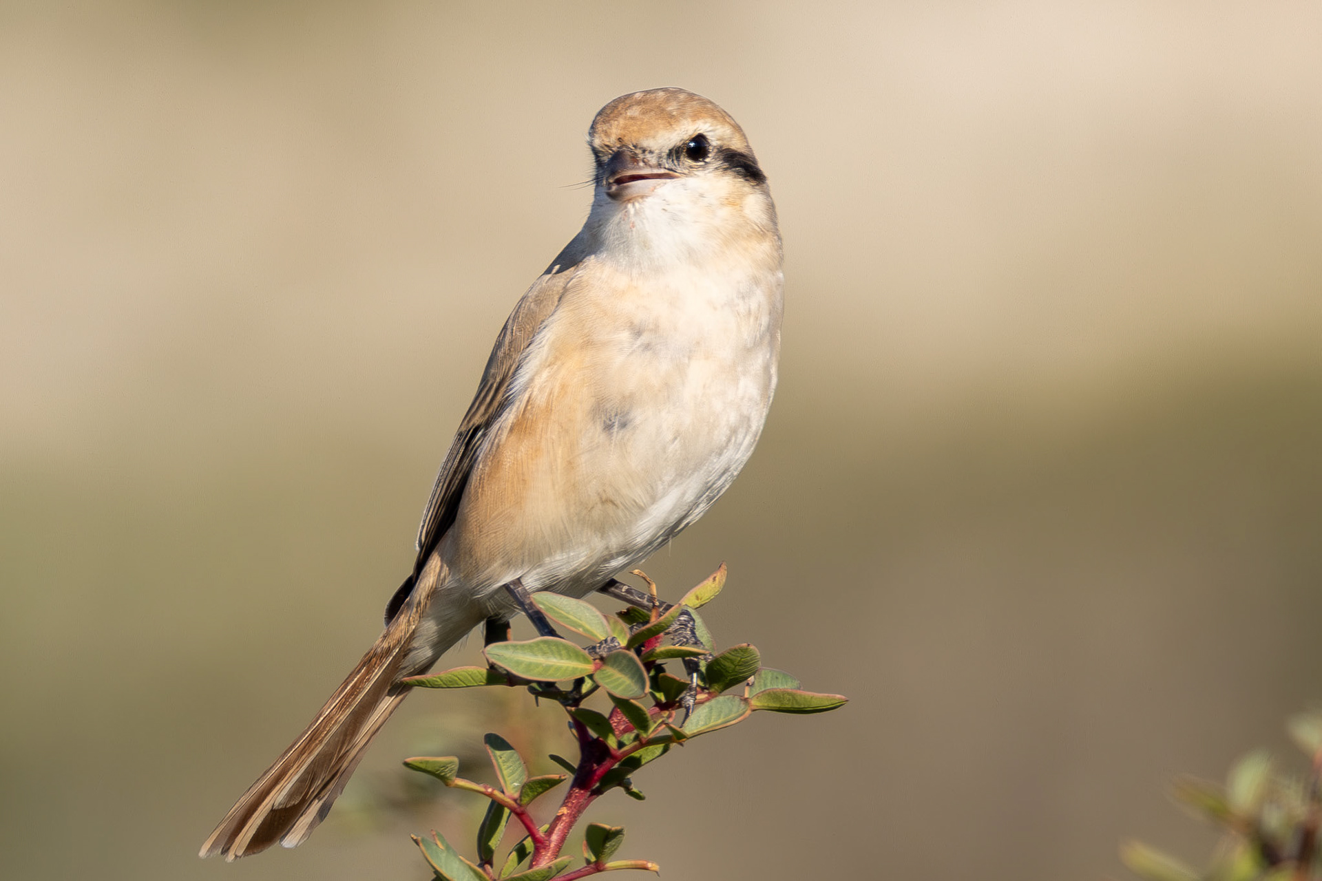 Isabelline Shrike