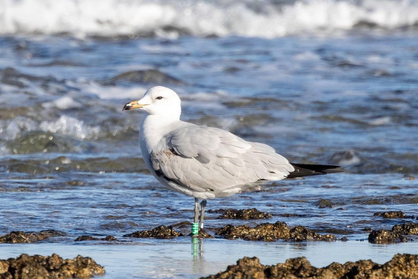 Audouin's Gull