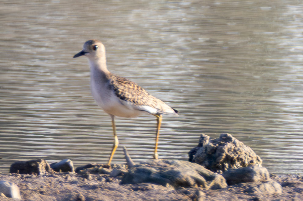 White-tailed Lapwing