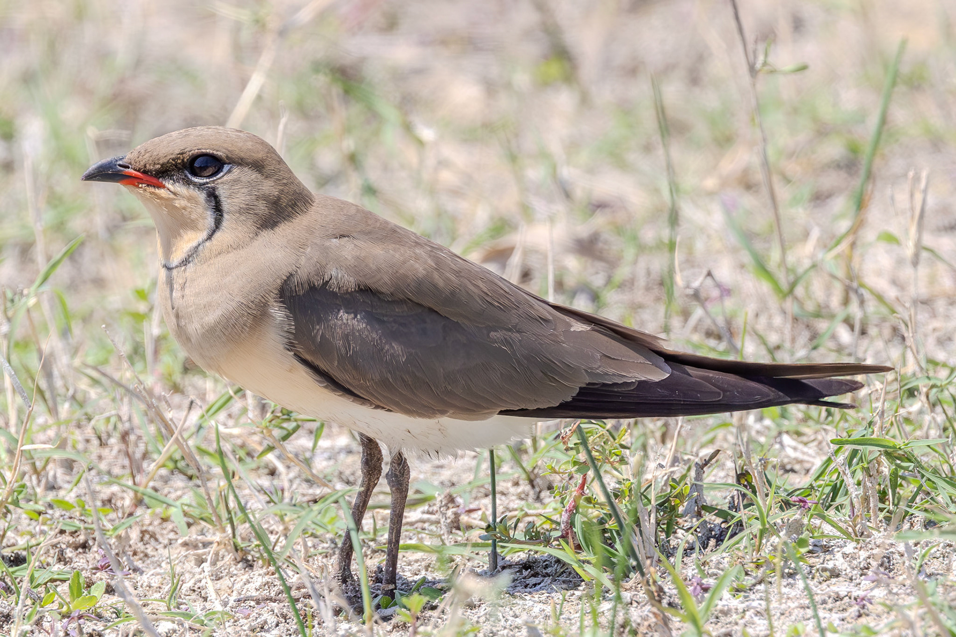 Collared Pratincole