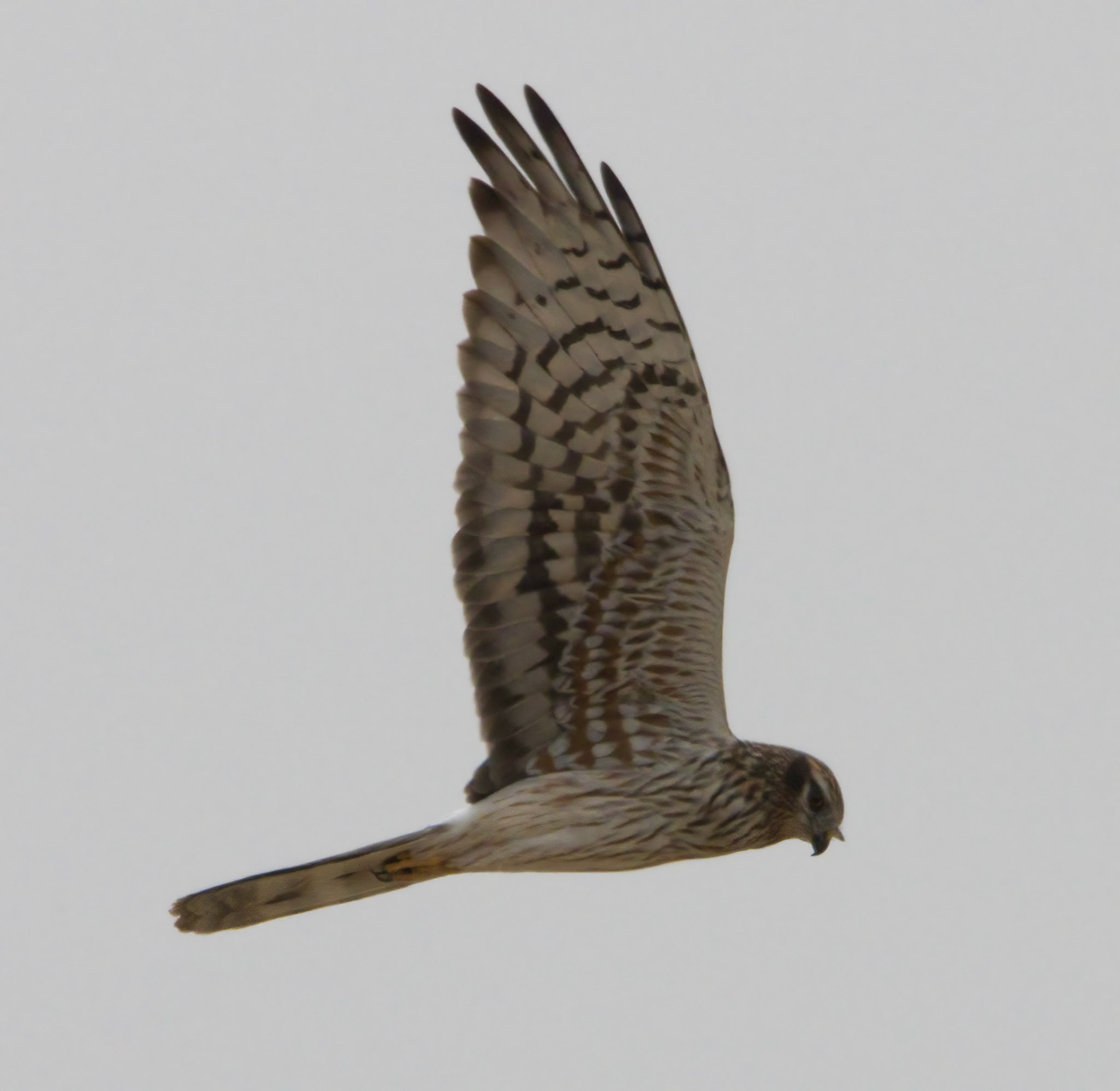 Montagu's Harrier