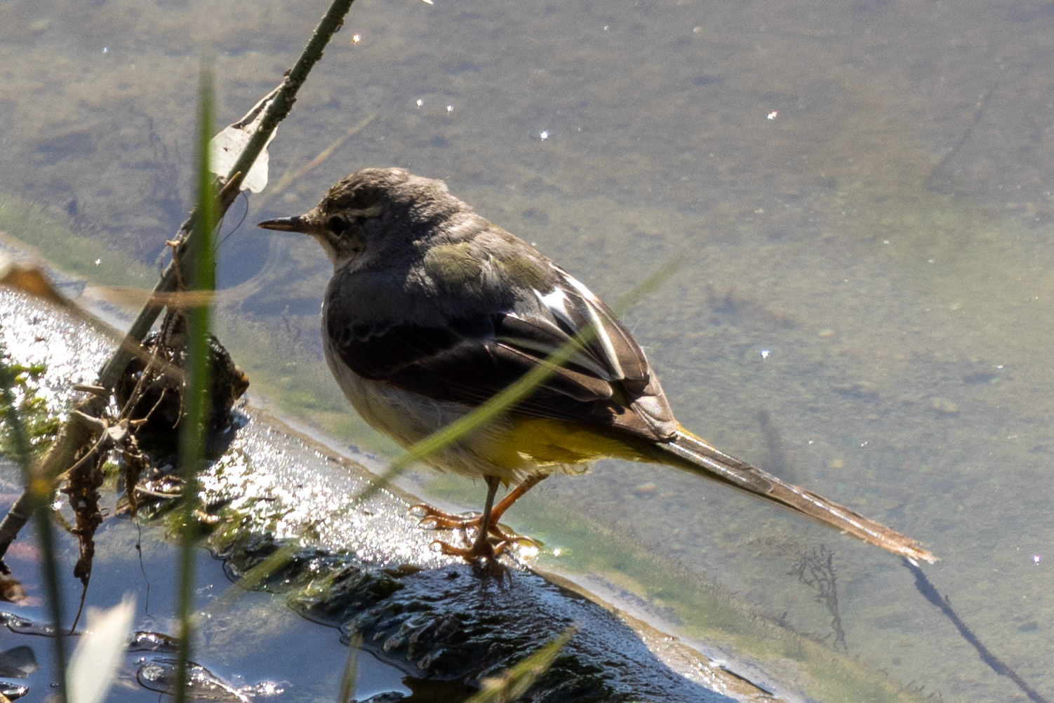 Grey Wagtail