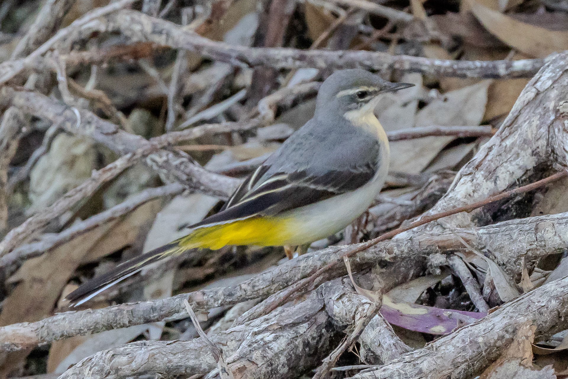 Grey Wagtail