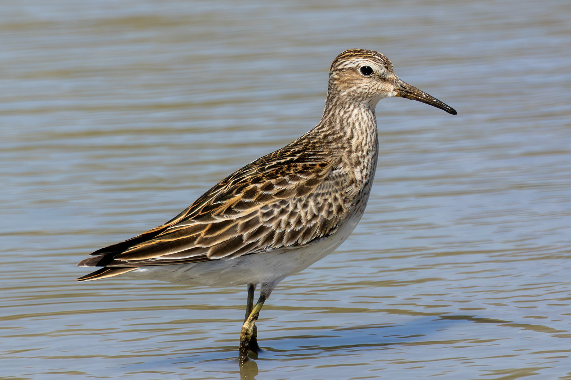 Pectoral Sandpiper