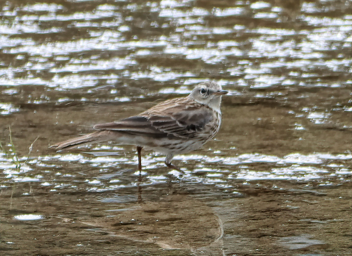 Water pipit