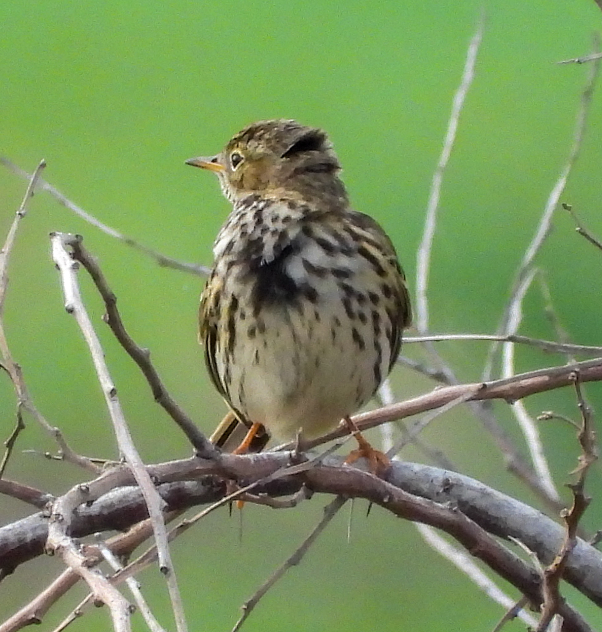 Meadow Pipit