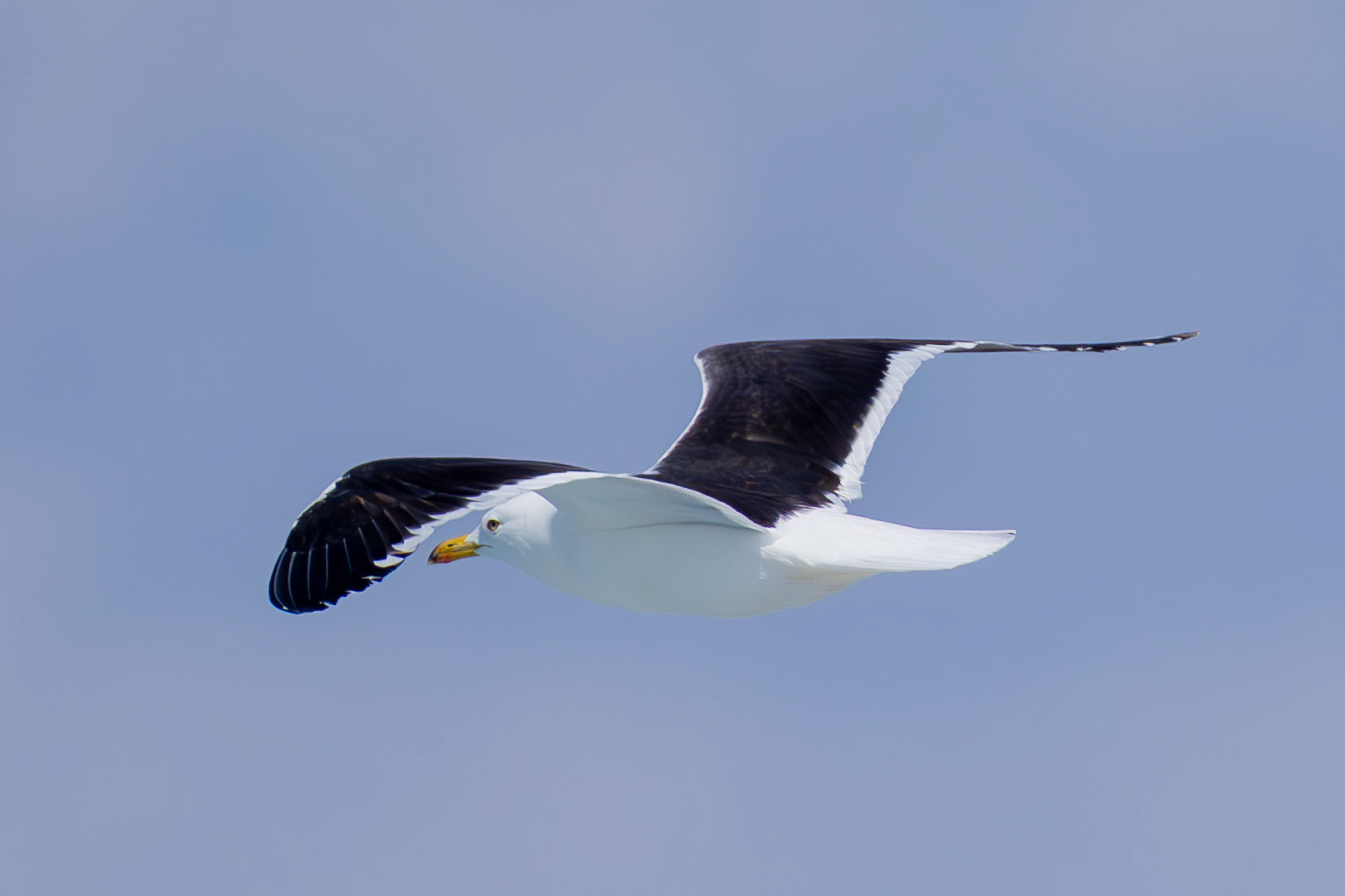 Baltic Gull