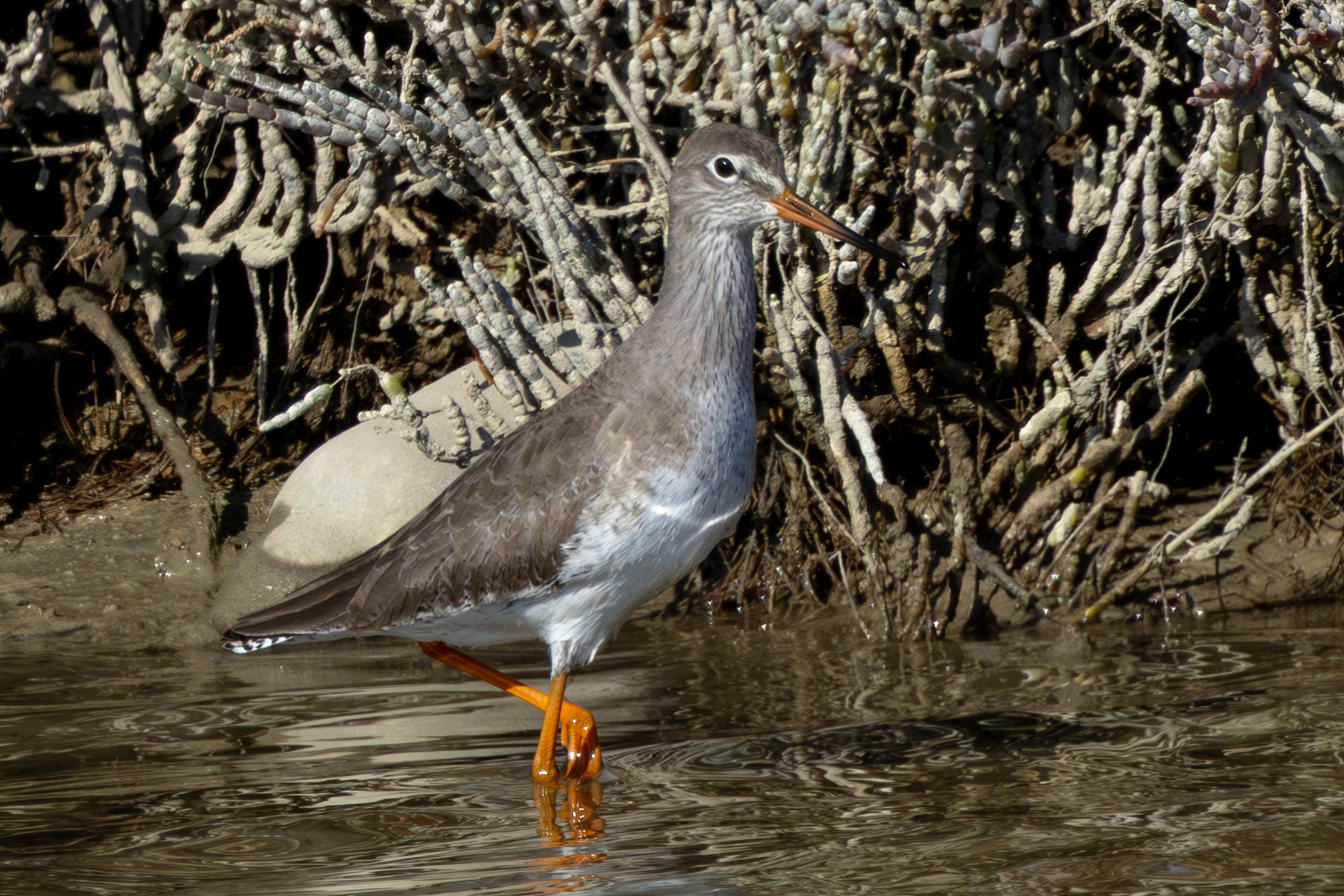 Common Redshank