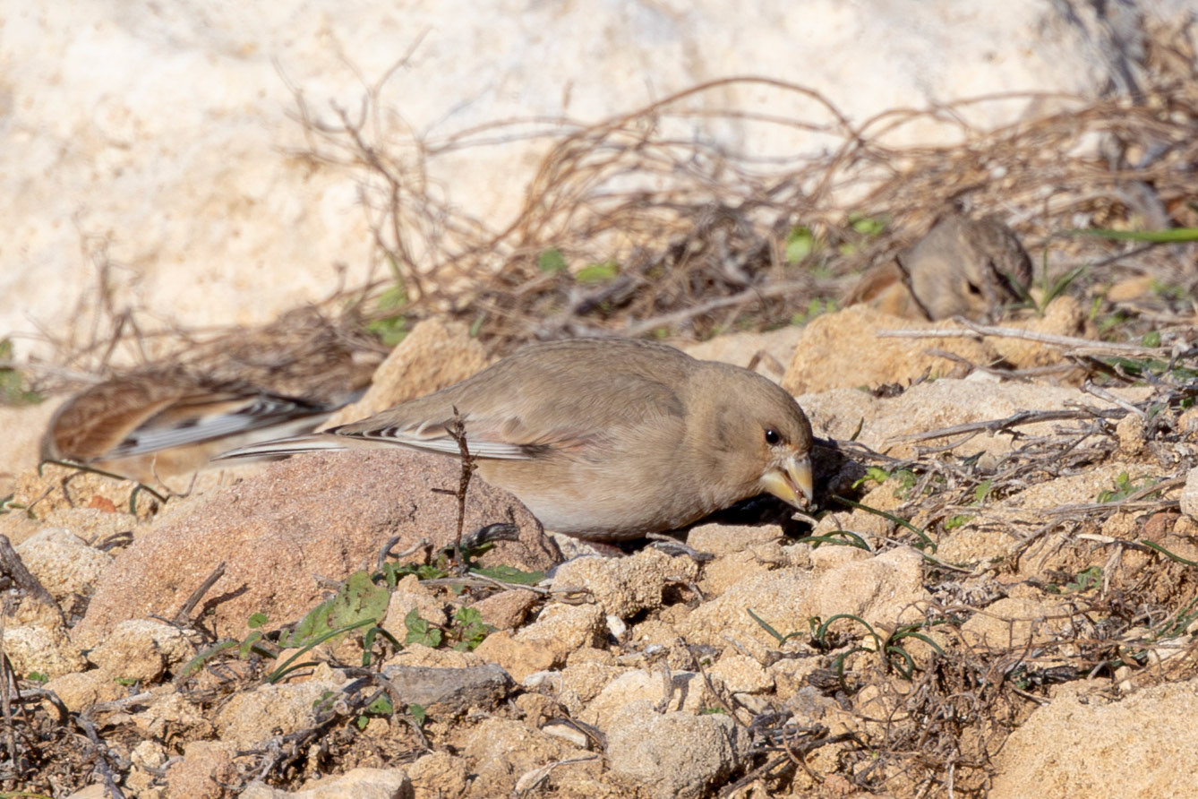 Desert Finch