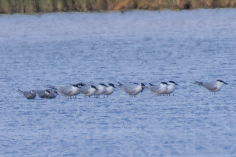 Gull-billed tern
