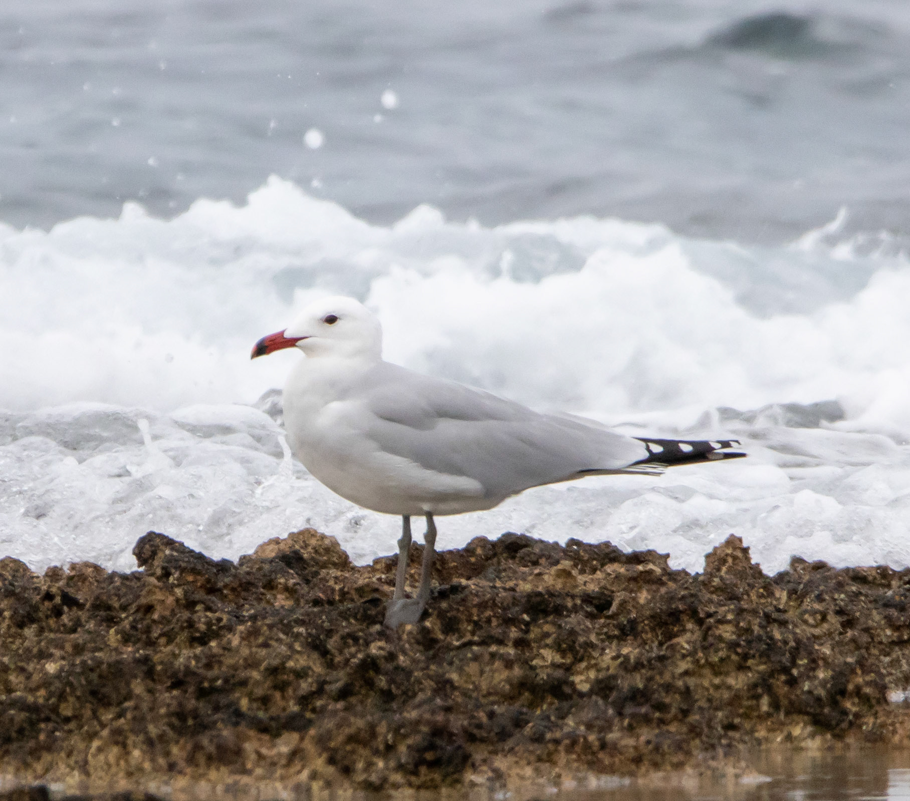 Audouin's Gull