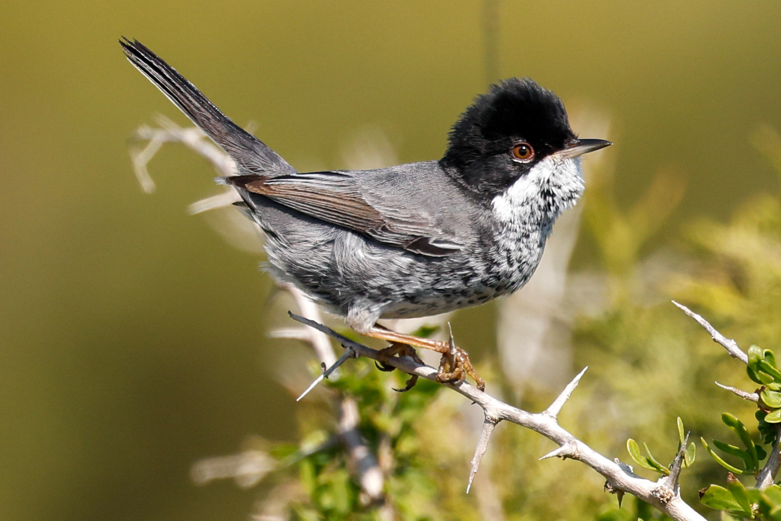 Cyprus Warbler