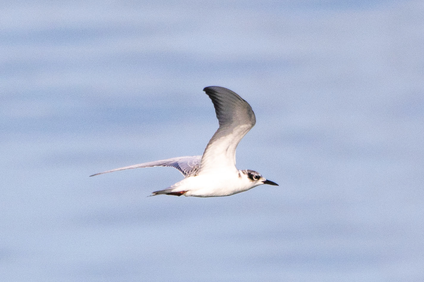 Whiskered Tern