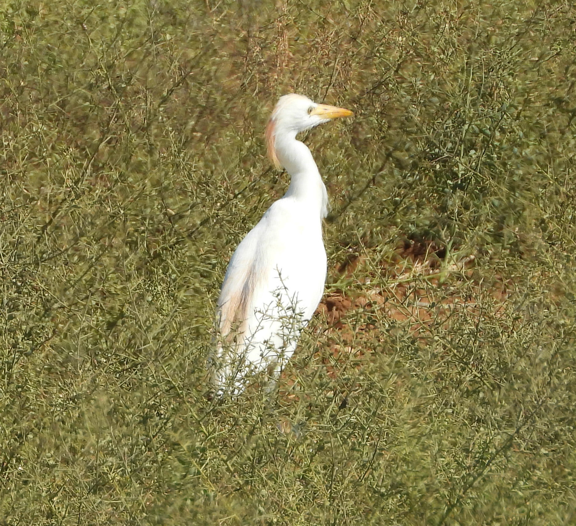 Cattle Egret