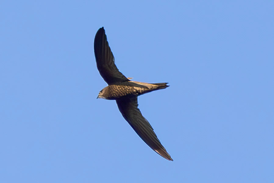 Pallid Swift