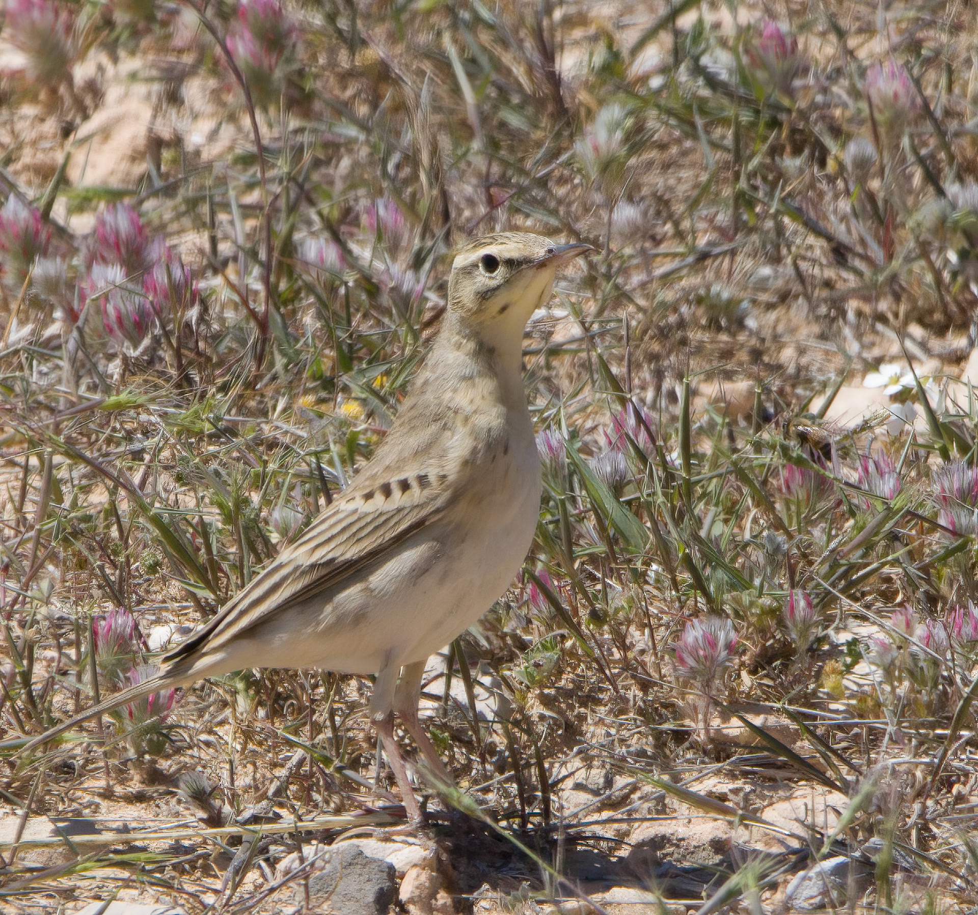 Tawny Pipit