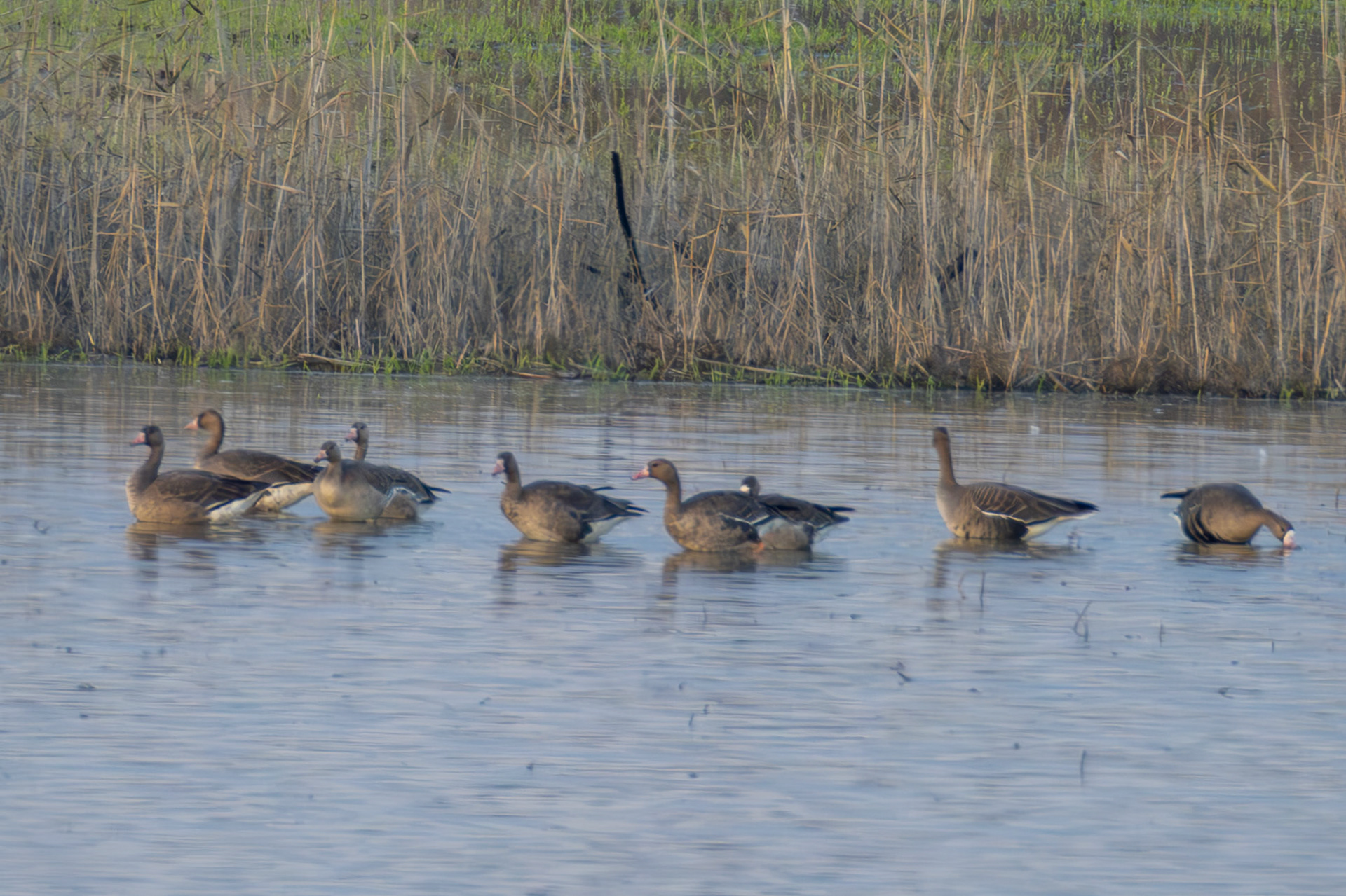 Greater White-fronted Goose