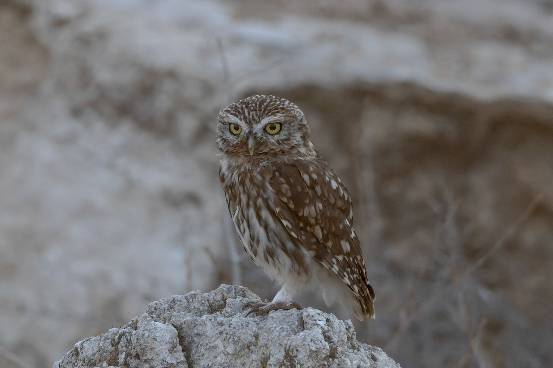 Little Owl