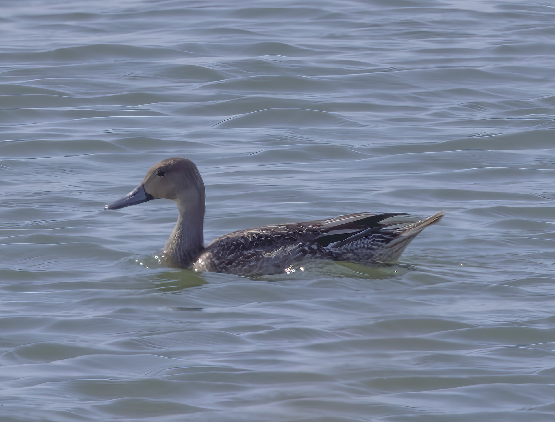 Pintail