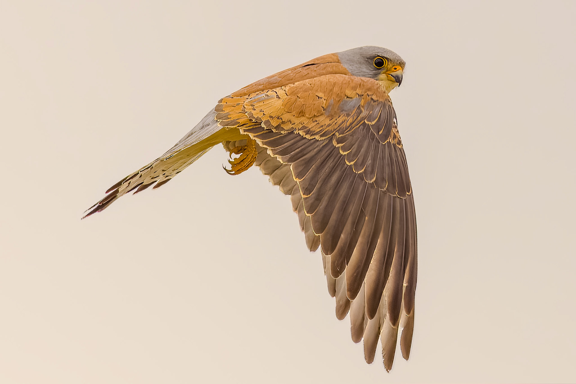 Lesser Kestrel