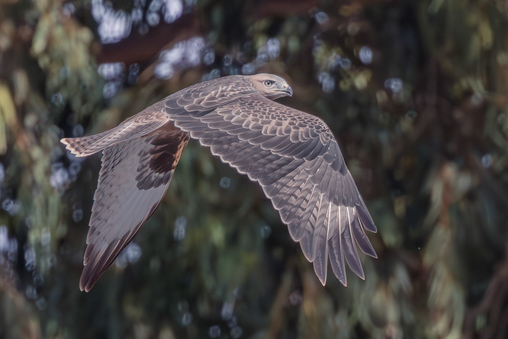 Long-legged Buzzard
